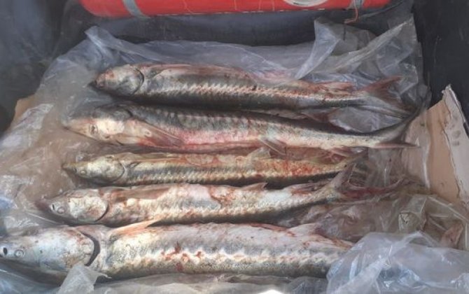 В автомобиле, задержанном на карантинном посту в Губе, обнаружены осетровые рыбы-(фото)