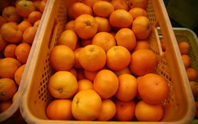 Из Грузии в Россию вывезли больше 20 тысяч тонн мандаринов