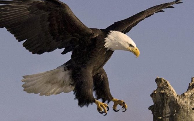 Qırğızıstanda qartal kiçik qızı caynaqlarına alıb aparmaq istədi – ANBAAN VİDEO