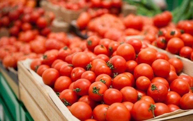 Azərbaycanın 89 müəssisəsinə Rusiyaya pomidor ixrac etməsinə icazə verilib