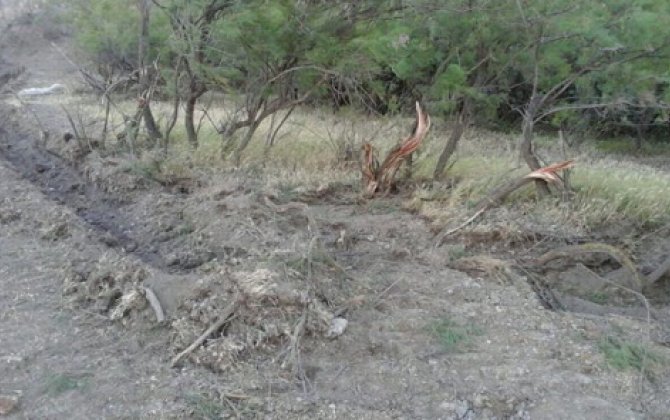 Yulğun kollarının məhv edilməsi ilə bağlı şikayət araşdırıldı