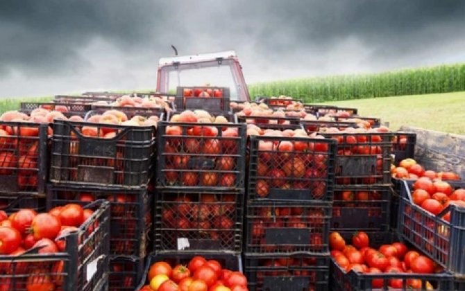Rusiyanın pomidor və turist qadağası: Ankara ilə Bakının “b planı” varmı...