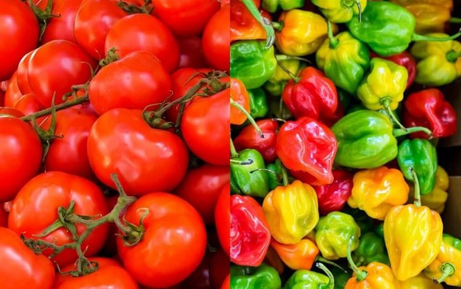 Введен запрет на ввоз в Казахстан томатов и перца из Туркменистана