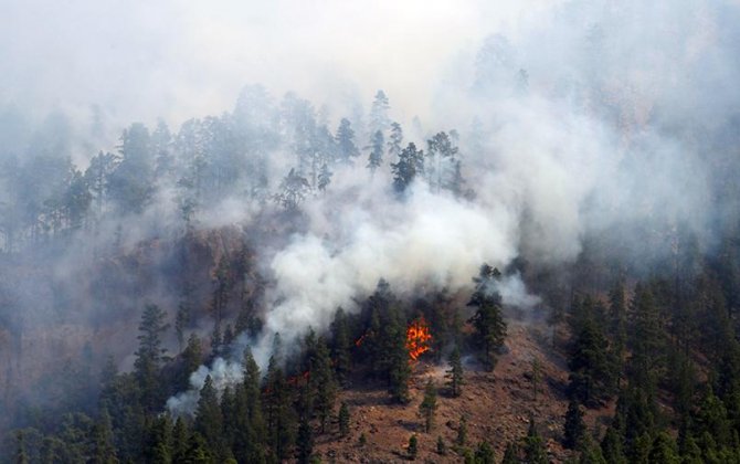 В Аризоне лесные пожары разгорелись на площади 24 тыс. га