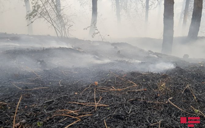 МЧС: Пожары в Губе и Шабране потушены