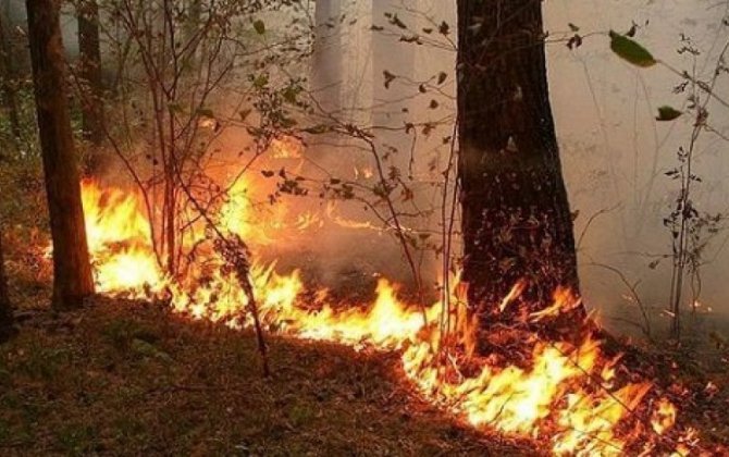 Пожар в лесной зоне Баку локализован — ВИДЕО