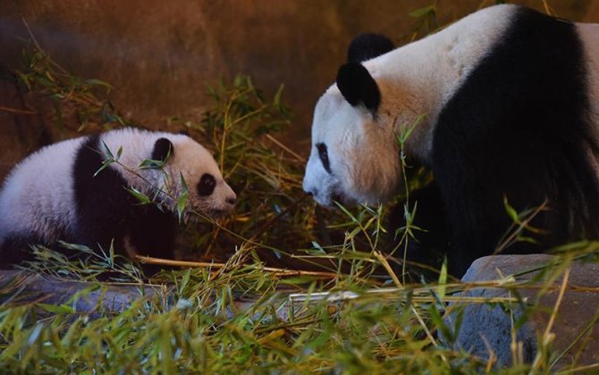 В зоопарке Токио появились на свет детеныши большой панды