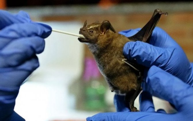 В Индии впервые нашли смертельно опасный для людей вирус у летучих мышей
