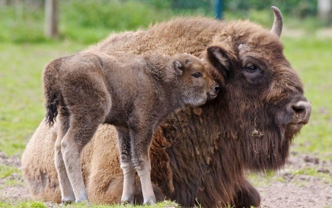 Şahdağ Milli Parkında daha bir zubr balası dünyaya gəlib