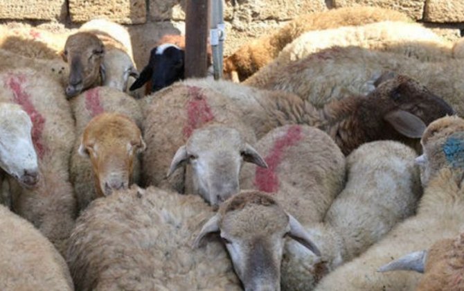 В Азербайджане ведется работа по организации пунктов забоя скота в дни Гурбан байрамы