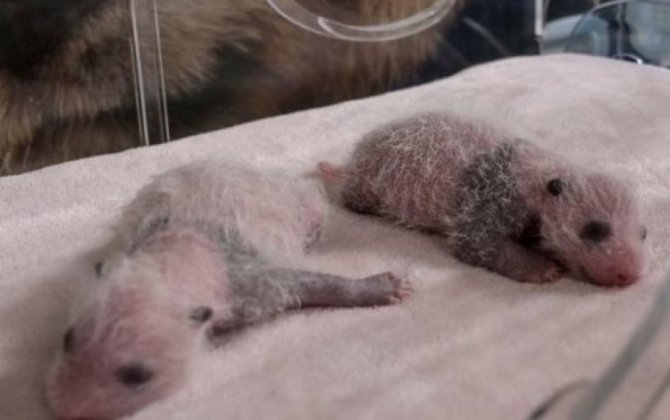 В мадридском зоопарке родились панды-близнецы