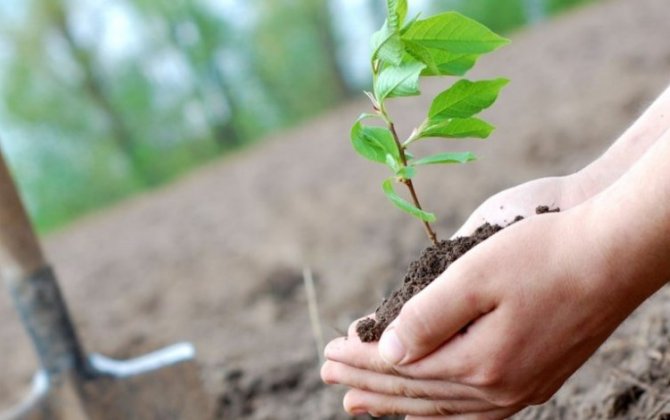 В следующем году в Азербайджане планируется посадить три миллиона деревьев