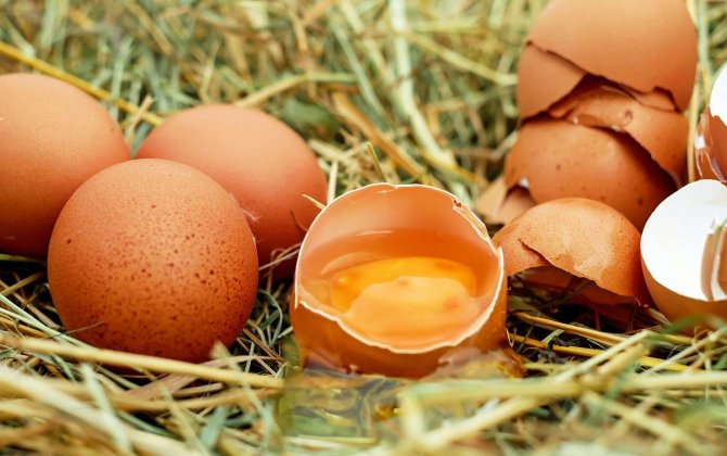 Evdar qadınlar üçün məlumat: yumurtaların düzgün seçiminin sirri açılıb