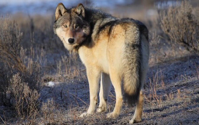 МЭПР: Охота на волков в Азербайджане запрещена