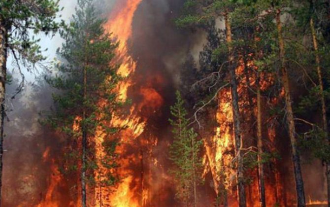 Oğuzda meşə yanır -