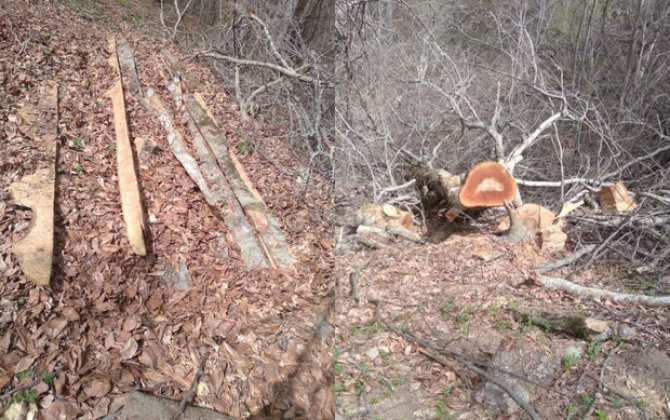 Yardımlı meşəsində ağaclar kəsildi -