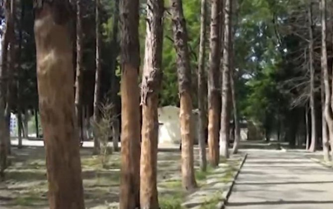 “Nur şəhəri”ndə nadir ağaclar kütləvi şəkildə quruyur - VİDEO