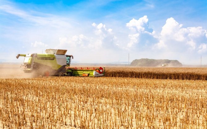 Мировых запасов пшеницы к концу следующего сезона может хватить на 18 недель