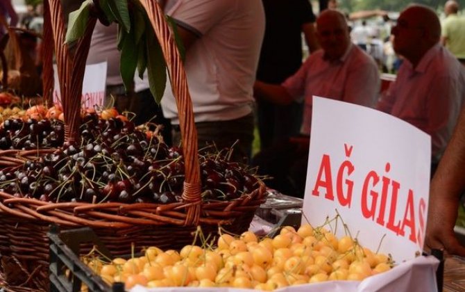 Azərbaycanda ilk dəfə “Albalı və gilas” festivalı keçirilib - FOTO