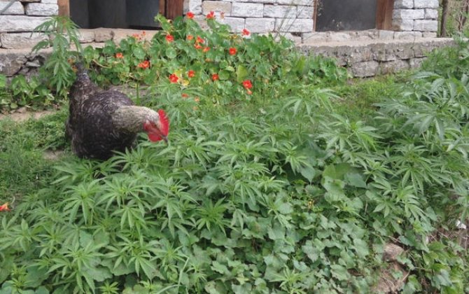 Toyuqlara dərman əvəzinə çətənə bitkisi verildi: Eksperiment özünü doğrultdu...