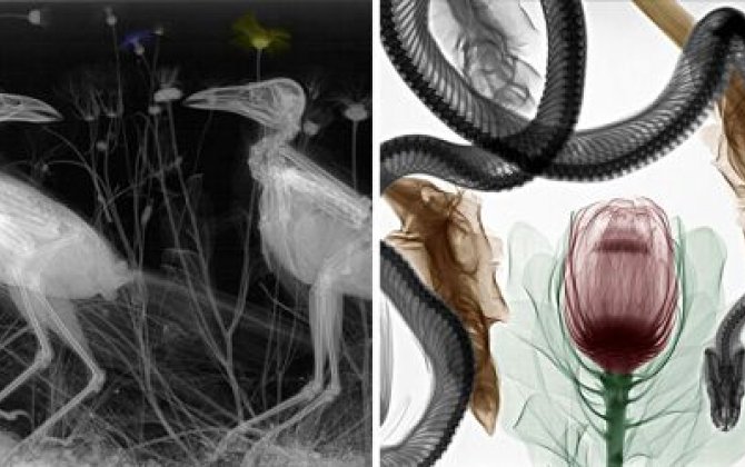 Heyvanların rentgen-şəkillərini yaradaraq, insanları təbiətə yeni nəzərlə baxmağa sövq edir