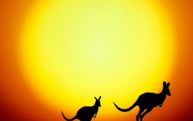 Avstraliyada 15 heyvan növü nəsli kəsilməkdə olan canlılar siyahısına salınıb