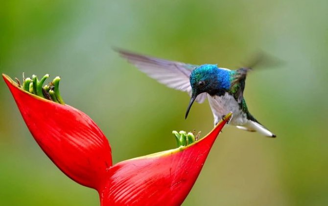 Kolibrlər yemək xatirinə transseksual olurlar - FOTO