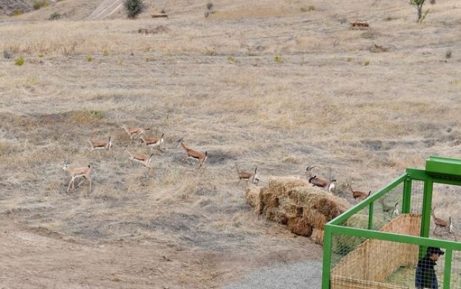 Nazirlikdən Cəbrayıla buraxılan ceyranların təhlükəsizliyi ilə bağlı AÇIQLAMA