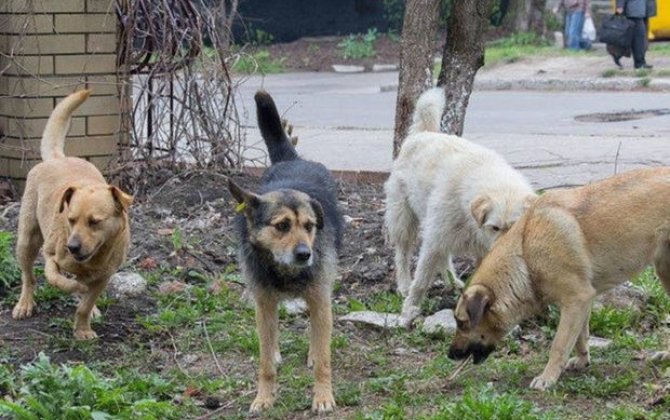 İnsanlara hücum edən küçə itləri - onlarla necə davranmalı...
