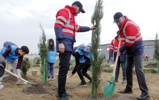 Bütün regionlarda genişmiqyaslı ağacəkmə tədbirləri davam edir - FOTO