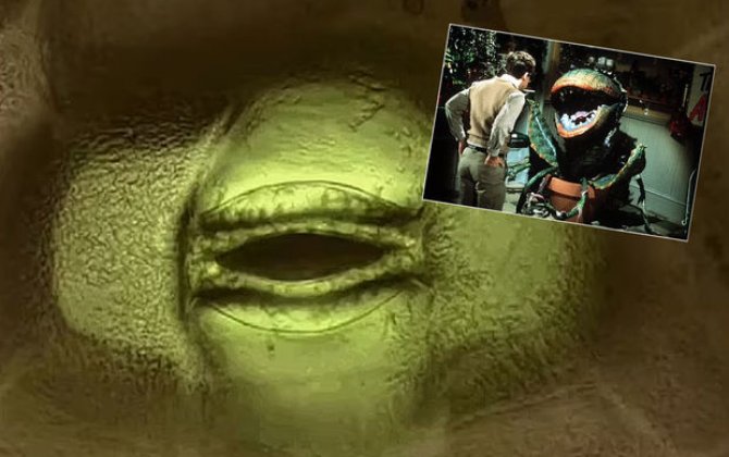 Bitkilərin nəfəs almasının qorxunc görüntüsü - FOTO/VİDEO