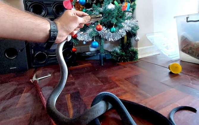 İlan ovçusu üçün Milad “hədiyyəsi” - qara mamba - FOTO/VİDEO