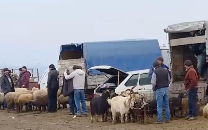 Bayramqabağı ətin qiyməti artdı, qoyun 200, quzu 230 manat oldu - VİDEO