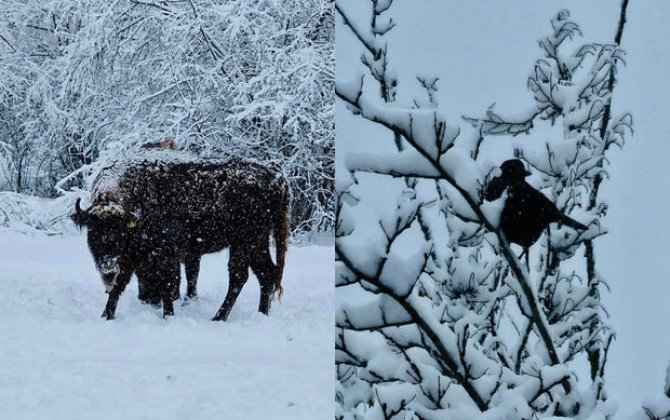 Şahdağ Milli Parkında qar görüntüləri - FOTO