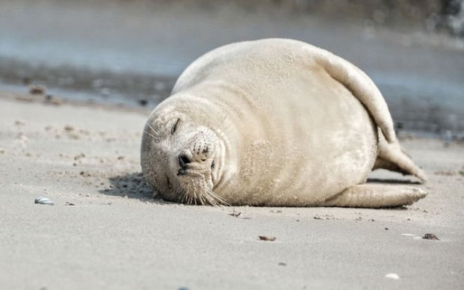 Xəzər sahilində yenidən suitilərin kütləvi ölümü aşkarlanıb - VİDEO