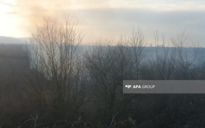 Qəbələdə kolluq və ağaclıq ərazi yanır -xa0FOTOxa0-xa0YENİLƏNİB