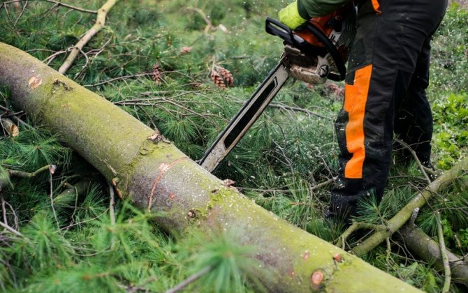 Oğuzda qəbiristanlıqlarda olan ağacları kəsən şəxslər müəyyənləşib