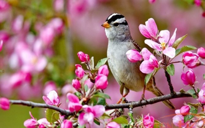 21 martda Azərbaycana Yaz fəsli daxil olacaq