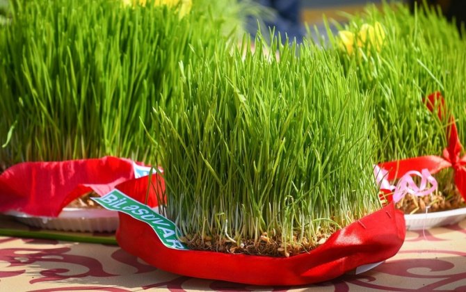 Ermənilər indi də Novruz və səmənimizə sahiblənmək xəyalına düşüb