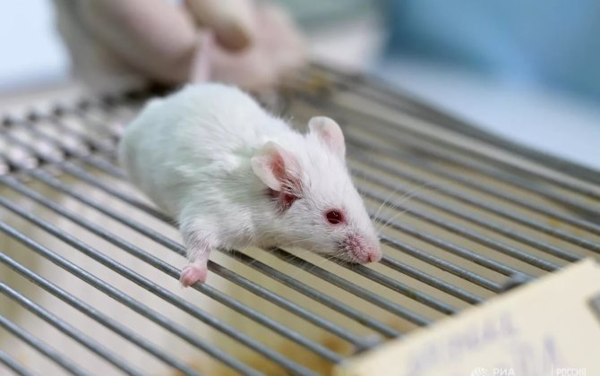 Alimlər dişisiz, iki erkəkdən nəsil yaradıb...