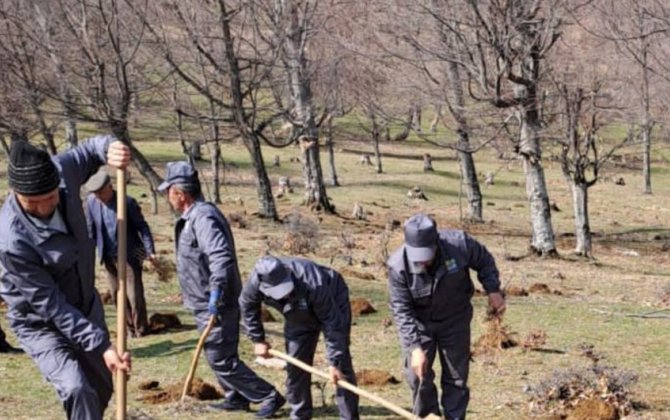 Meşə fondu torpaqlarında 800 mindən çox ağac əkilib - FOTO