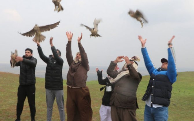 Qətər səfiri şahin quşlarını Azərbaycanda vəhşi təbiətə buraxdı - FOTO