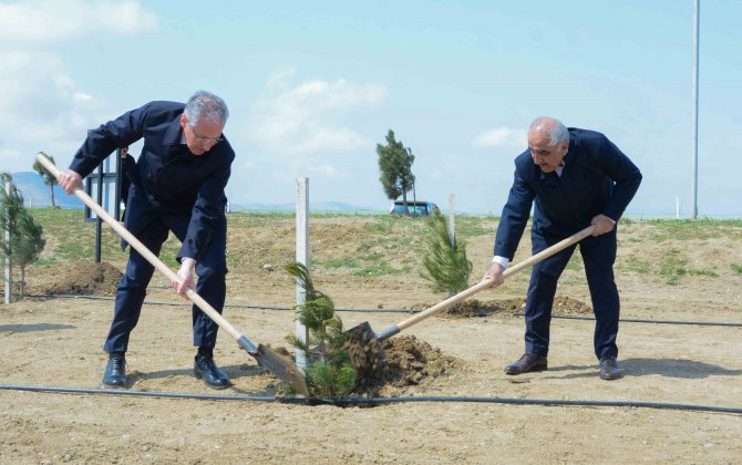 UNEC “Heydər Əliyev İli” çərçivəsində  ağacəkmə aksiyasına qoşuldu - FOTOLAR