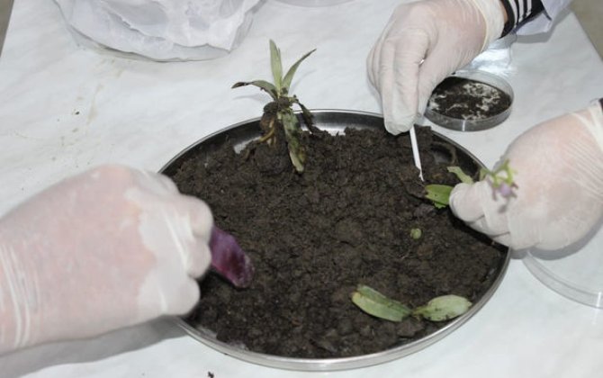 Naxçıvanda Xarıbülbül əkiləcək - FOTO