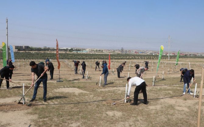 Heydər Əliyevin 100 illik yubileyi ilə əlaqədar ağacəkmə tədbirləri davam edir