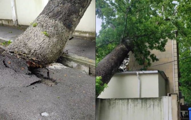 Azərbaycanda irigövdəli ağac məhkəmə binasının üzərinə aşıb - YENİLƏNİB + VİDEO