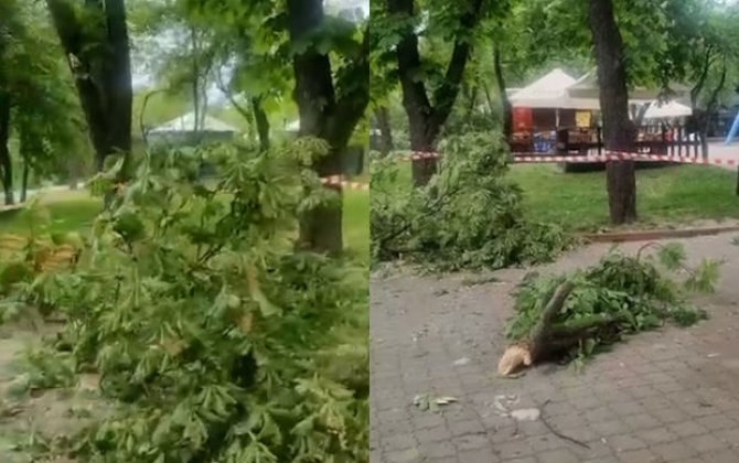 Kliçko raket qalıqlarının düşdüyü Kiyev zooparkını göstərdi - VİDEO