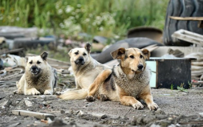 Rusiyadan müharibə ilə bağlı yeni “səfərbərlik”