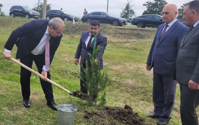 BDU və Masallı Rayon İcra Hakimiyyətinin təşkilatçılığı ilə ağacəkmə aksiyası keçirilib - FOTO