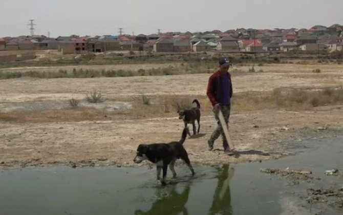 Masazırda itlərin hücumu nəticəsində zərərçəkən azyaşlıların valideynləri danışdılar - VİDEO